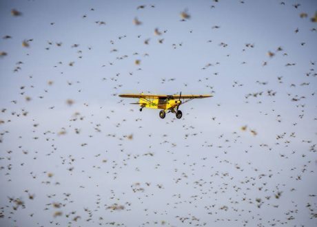FAO receives $18m donations for combating locust upsurge in Africa