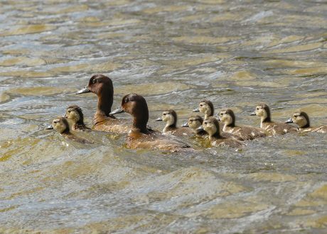 Mohamed bin Zayed Fund helps rescue world’s rarest duck