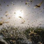 Lagging donations for facing locust invasion of Africa to cost world $1bn