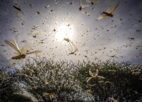 Lagging donations for facing locust invasion of Africa to cost world $1bn