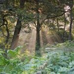 130,000 trees to be planted across UK under £10 m scheme