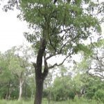19-day Kampala-Nairbi walk for saving shea trees in Africa