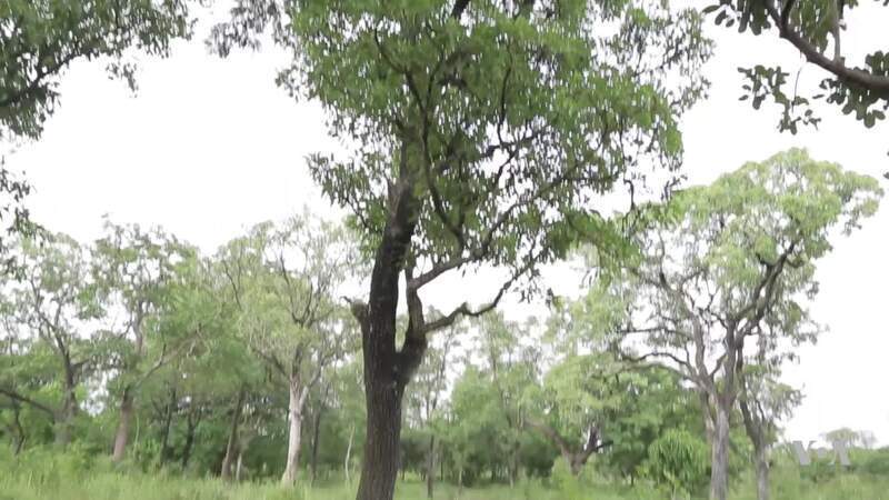 19-day Kampala-Nairbi walk for saving shea trees in Africa