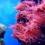 UNEP launches campaign to save glowing corals from death