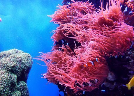 UNEP launches campaign to save glowing corals from death