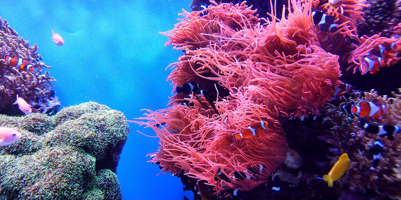 UNEP launches campaign to save glowing corals from death