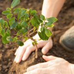 Nestlé to plant about 3 m trees in Americas to cut CO2