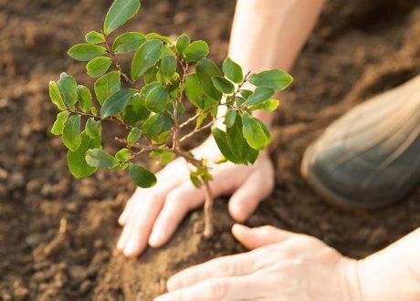 Nestlé to plant about 3 m trees in Americas to cut CO2