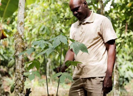 Nestlé moving ahead to end deforestation in Côte d’Ivoire, Ghana