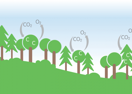 £10m for boosting tree planting in UK