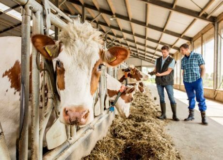 Trouw Nutrition launches €10,000 HealthyLife Grant for sustainable dairy farming