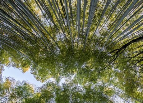 Conserving forests vital for protecting people’s health, SDGs
