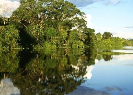 Guideline for saving mangroves to avoid $ 82 bn loss