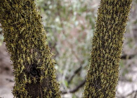 UK extends £ 17 m to back FAO’s fight against locust in Africa