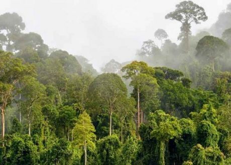 Nestlé invests CHF 2.5m for restoring Cavally forest in Côte d’Ivoire