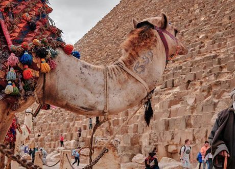 IsDB contributes $3.8 bn for implementing 57 projects in Egypt