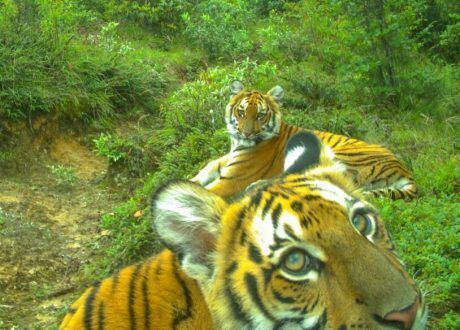 Climate change brings tigers closer to Bhutan villagers