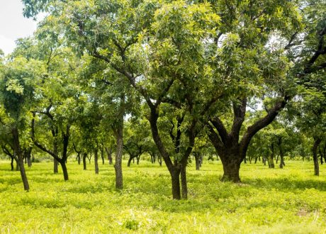 GCF allocates $54.5 m to address deforestation in Ghana