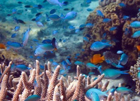 New Global Fund for Coral Reefs seeks to raise, invest $ 500m in 10 years