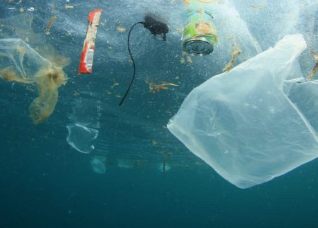 30 countries committed to protect 30% of global ocean by 2030