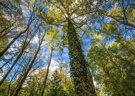 50 projects win share of £10 m fund for planting 84,000 trees across UK