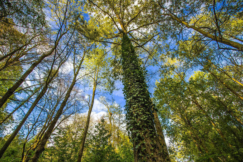 50 projects win share of £10 m fund for planting 84,000 trees across UK