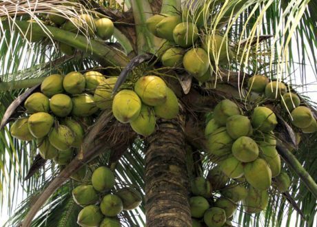 Unilever signs 1st sustainable coconut charter