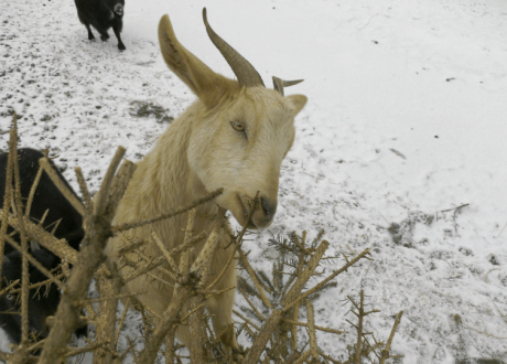 Feed your Christmas tree to the goats! How to recycle the real tree on the farm