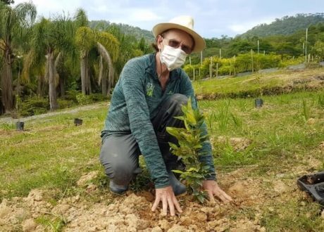 Initiative for planting 200,000 trees in Brazil until June 2021