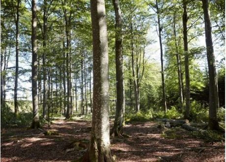 Over 98% of IKEA products’ wood is FSC-certified, or recycled