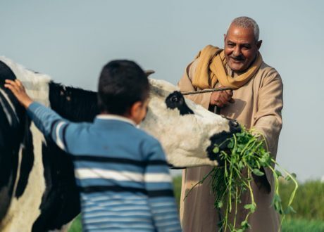 «دانون»: 8 آلاف مزارع يستفيد من مبادرة الألبان بثلاث محافظات