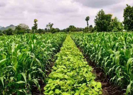 Nestlé to get its ingredients from healthy soils, net-zero dairy farms