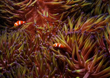 UNEP, ICRI provide $80,000 grants to protect marine habitats
