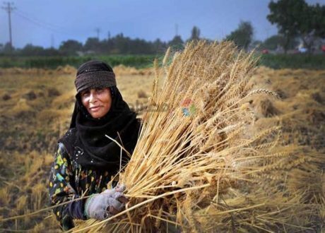 ختام حملة «ريادة الأعمال للمرأة الريفية» في 17 قرية بالمنيا