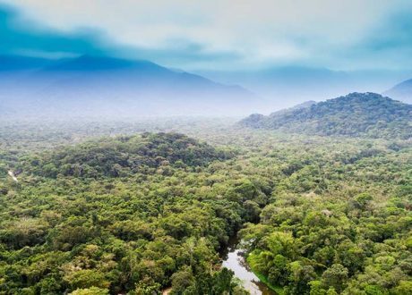 Nestlé joins LEAF coalition to mobilize $ 1 bn to protect forests