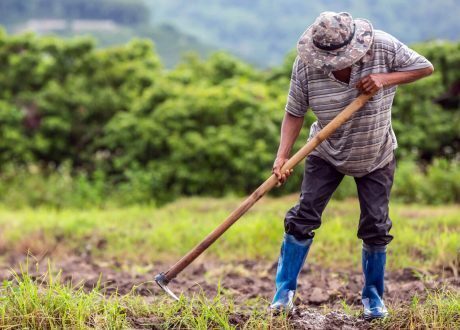 World Bank allocates $ 10 m for backing Lebanon’s small farmers, food security