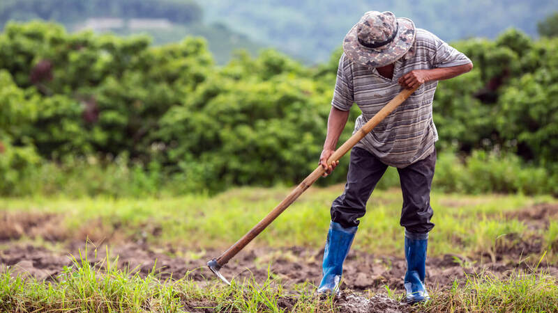 World Bank allocates $ 10 m for backing Lebanon’s small farmers, food security