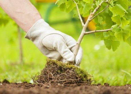 44,000 trees to be planted across UK