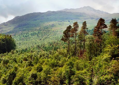 Over 18,000 trees planted under UK’s North East program at £1.3m