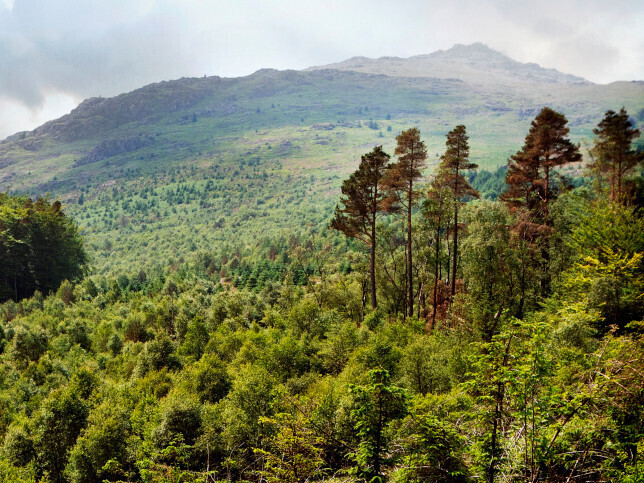 Over 18,000 trees planted under UK’s North East program at £1.3m