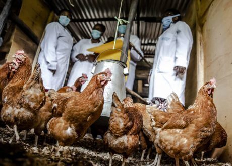 World leaders urge reducing antimicrobial drugs in global food systems