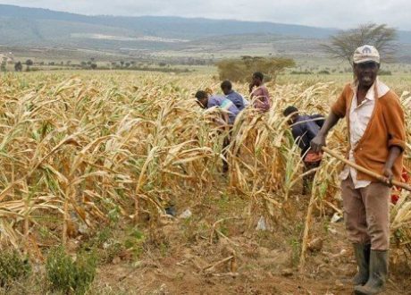  India allocates $ 1 m to help Zimbabweans affected by climate shocks