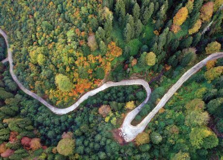 Over 20 firms to conserve, grow 2.5 bn trees in over 50 states by 2030