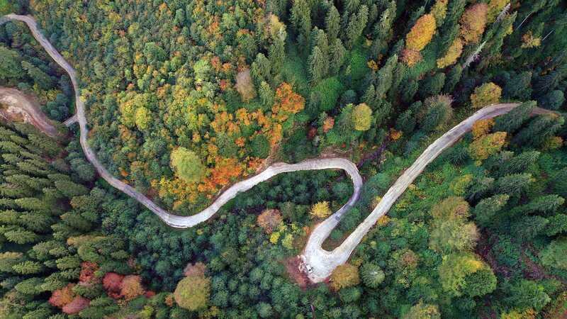 Over 20 firms to conserve, grow 2.5 bn trees in over 50 states by 2030