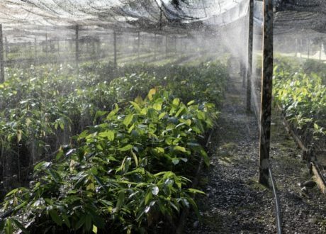 IKEA together with partners restore 18,500 hectares of rainforest in Borneo