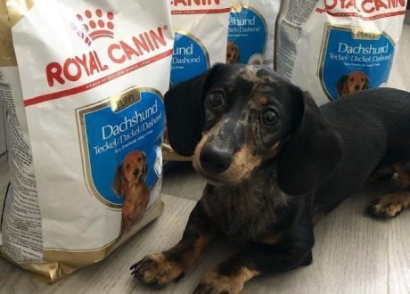 Royal Canin to introduce its first zero-carbon by 2022