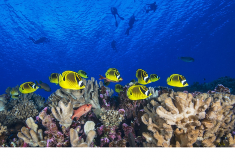 Six games to educate people to protect oceans, act against climate change