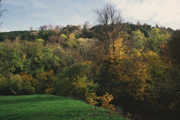 Over £12 m to plant 260,000 trees outside UK’s woodlands