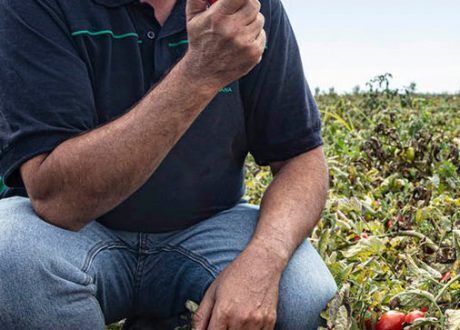 Knorr’s 50 regenerative agriculture projects to cut carbon emissions