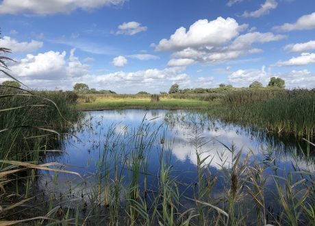Cambridgeshire Great Fen project to save 325,000 tons of CO2 annually